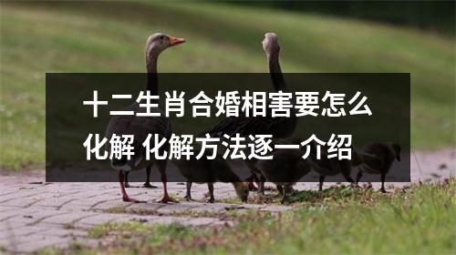 十二生肖合婚相害要怎么化解化解方法逐一介绍