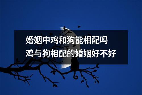 婚姻中鸡和狗能相配吗鸡与狗相配的婚姻好不好