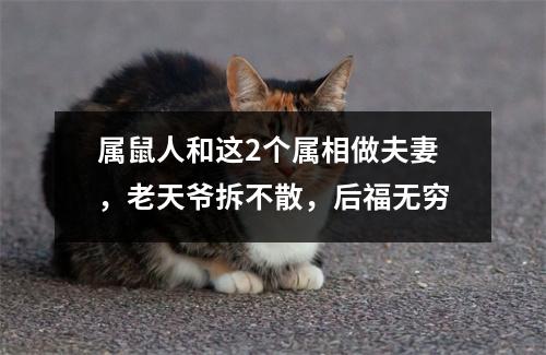属鼠人和这2个属相做夫妻，老天爷拆不散，后福无穷