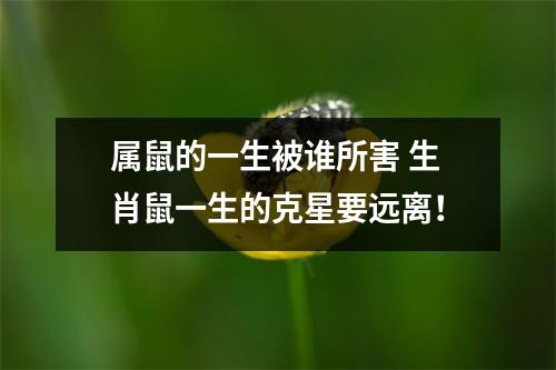 属鼠的一生被谁所害生肖鼠一生的克星要远离！