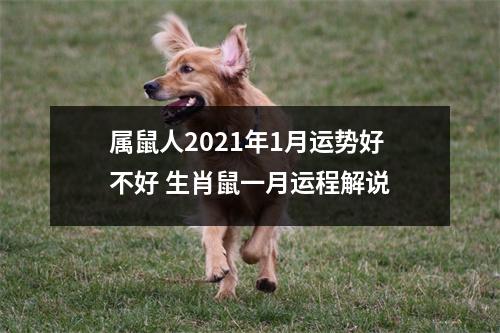 属鼠人2025年1月运势好不好生肖鼠一月运程解说