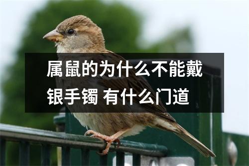 属鼠的为什么不能戴银手镯有什么门道