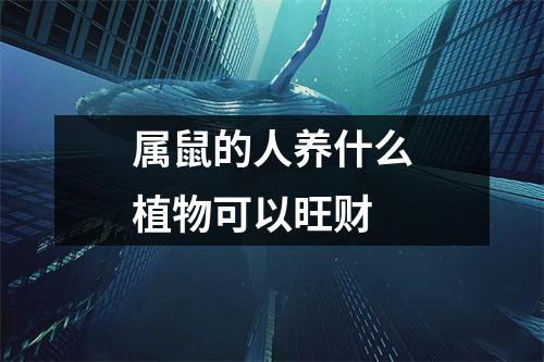 属鼠的人养什么植物可以旺财