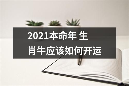 2025本命年生肖牛应该如何开运