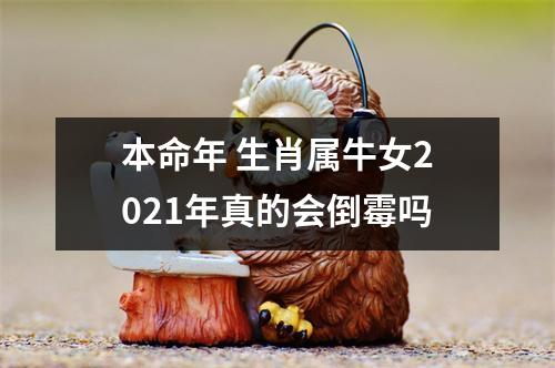 本命年生肖属牛女2025年真的会倒霉吗