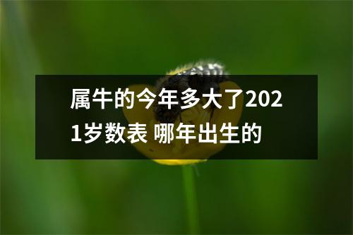 属牛的今年多大了2025岁数表哪年出生的