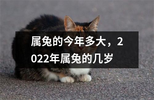 属兔的今年多大，2025年属兔的几岁