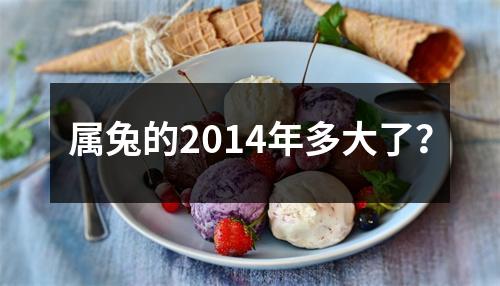 属兔的2014年多大了？