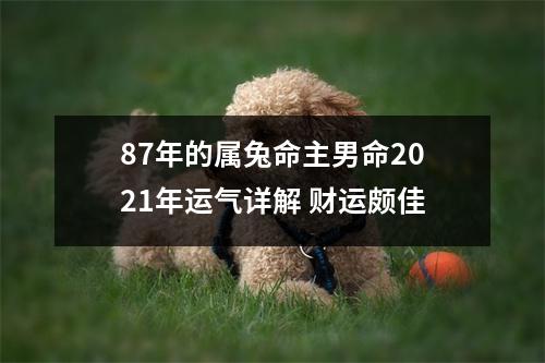 87年的属兔命主男命2025年运气详解财运颇佳