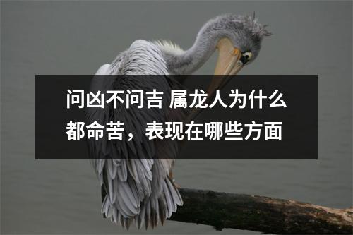 问凶不问吉属龙人为什么都命苦，表现在哪些方面