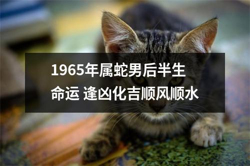 1965年属蛇男后半生命运逢凶化吉顺风顺水