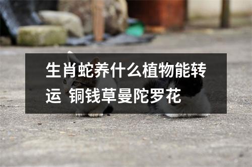 生肖蛇养什么植物能转运铜钱草曼陀罗花