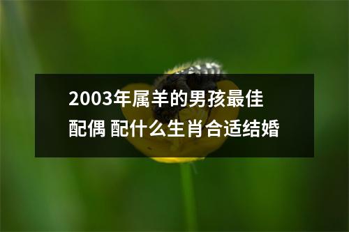 2003年属羊的男孩佳配偶配什么生肖合适结婚