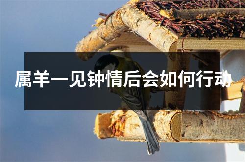 属羊一见钟情后会如何行动