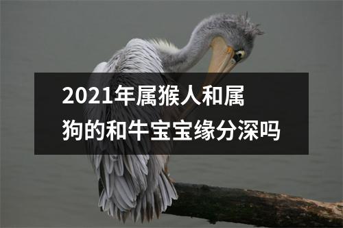 2025年属猴人和属狗的和牛宝宝缘分深吗