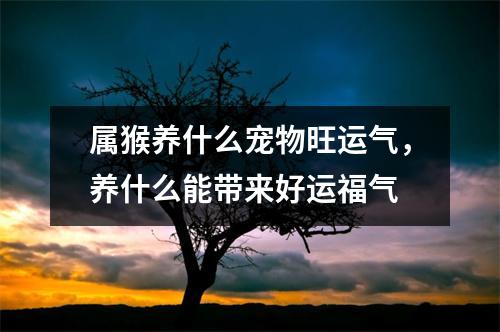 属猴养什么宠物旺运气，养什么能带来好运福气