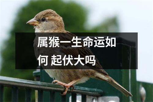 属猴一生命运如何起伏大吗