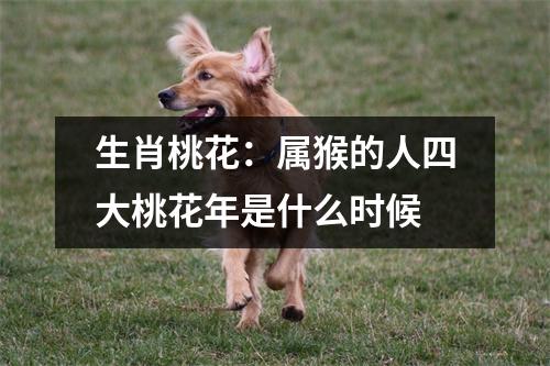 生肖桃花：属猴的人四大桃花年是什么时候