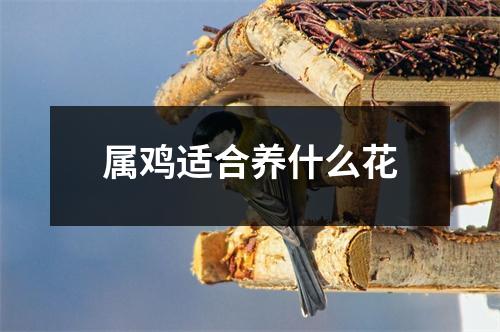 属鸡适合养什么花