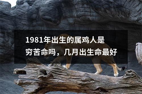 1981年出生的属鸡人是穷苦命吗，几月出生命好