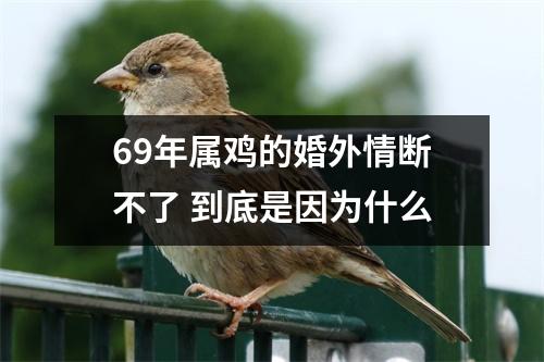 69年属鸡的婚外情断不了到底是因为什么
