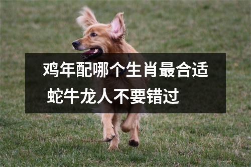 鸡年配哪个生肖合适蛇牛龙人不要错过