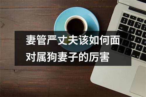 妻管严丈夫该如何面对属狗妻子的厉害