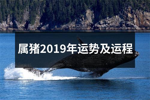 属猪2019年运势及运程
