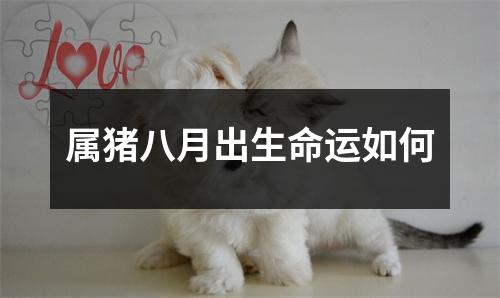 属猪八月出生命运如何