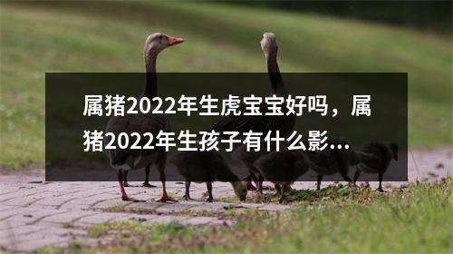 属猪2025年生虎宝宝好吗，属猪2025年生孩子有什么影响