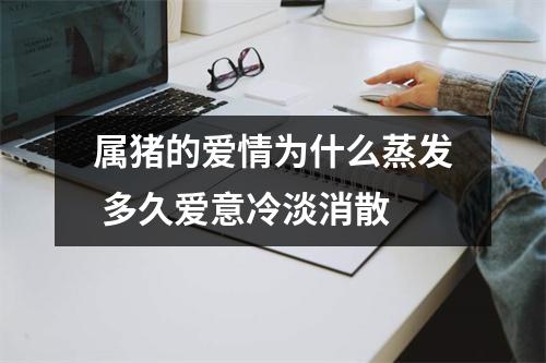 属猪的爱情为什么蒸发多久爱意冷淡消散