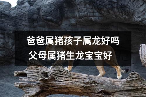 爸爸属猪孩子属龙好吗父母属猪生龙宝宝好
