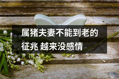 属猪夫妻不能到老的征兆越来没感情