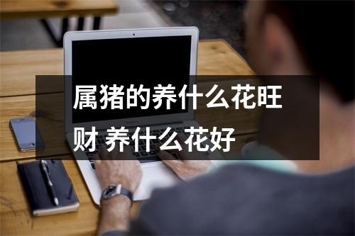 属猪的养什么花旺财养什么花好