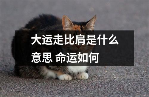 大运走比肩是什么意思命运如何