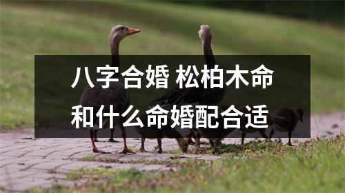 八字合婚松柏木命和什么命婚配合适