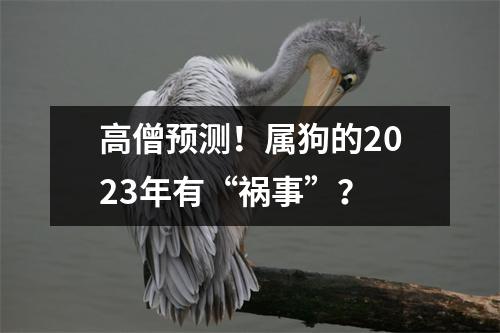 高僧预测！属狗的2025年有“祸事”？
