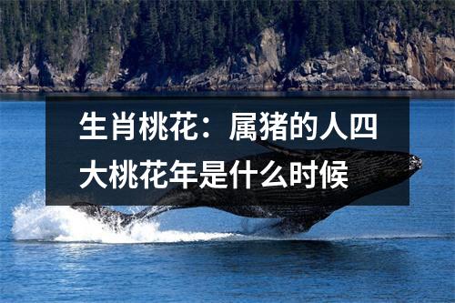 生肖桃花：属猪的人四大桃花年是什么时候