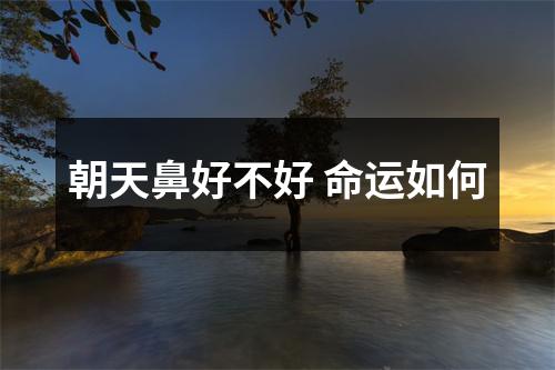 朝天鼻好不好命运如何