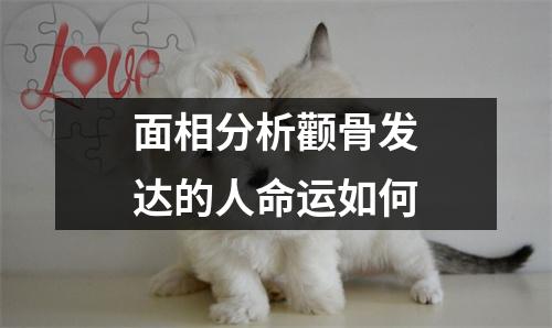 面相分析颧骨发达的人命运如何